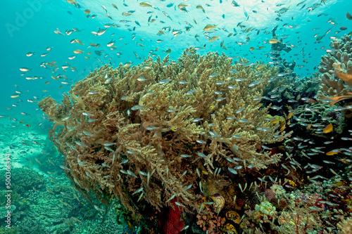 Reef scenic with anthiases, damsels and cardinalfishes, Raja Ampat Indonesia.