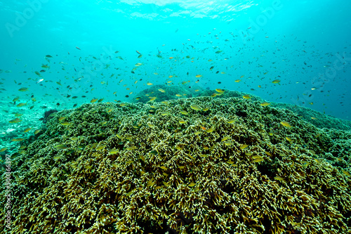 Fototapeta Naklejka Na Ścianę i Meble -  Reef scenic with fire corals, Millepora dichotoma, Raja Ampat Indonesia.