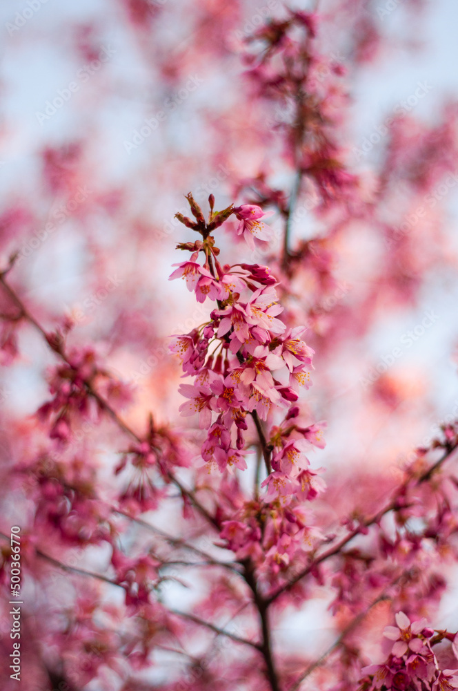 pink cherry blossom