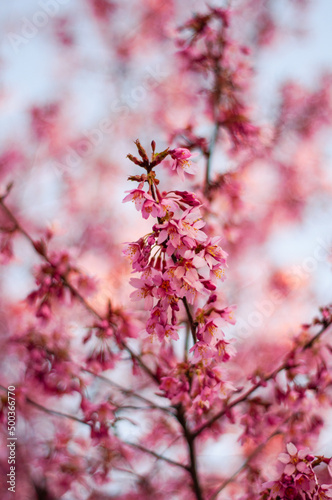 pink cherry blossom © Илья Финаев