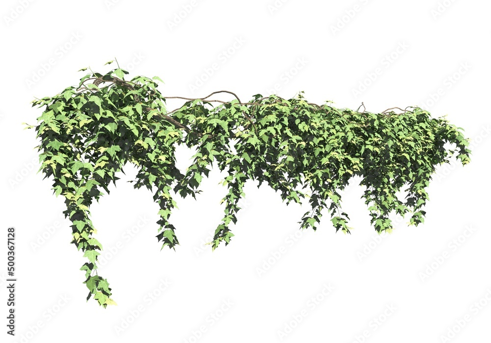 Climbing plants creepers isolated on white background 3d illustration Climbing plants creepers isolated on white background 3d illustration