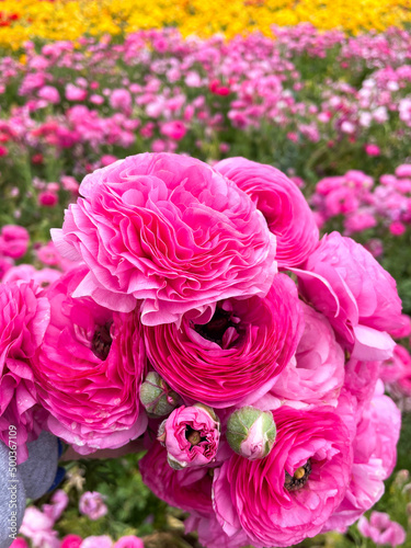 Ranunculus Flowers Growing in a Field