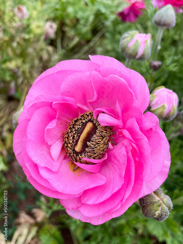 Ranunculus Flowers Growing in a Field