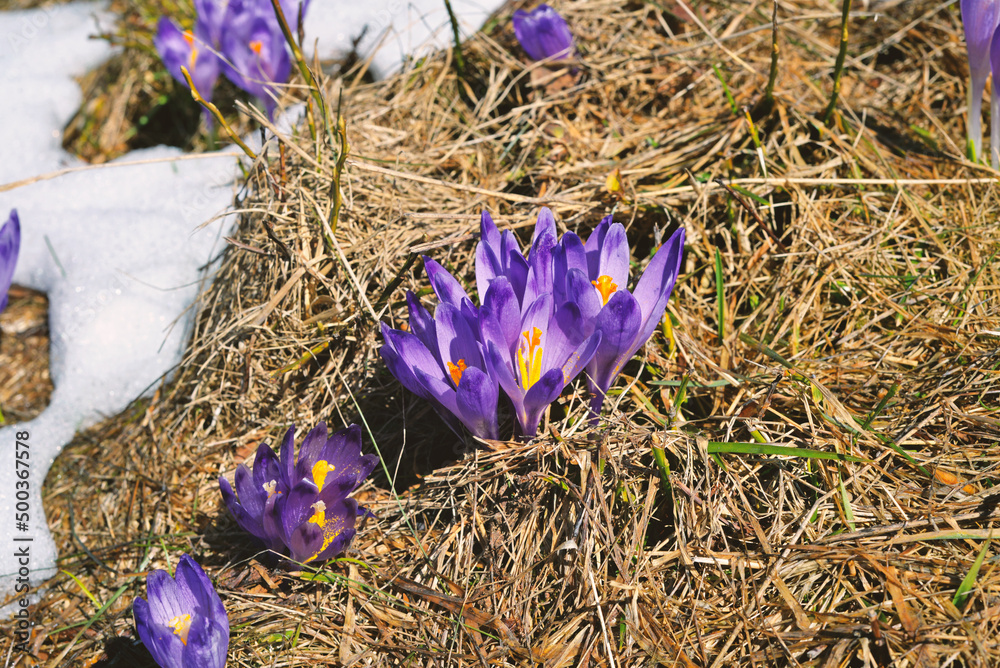 Crocuses poking through the snow. Flowers, filet, spring, nature, landscape, park.