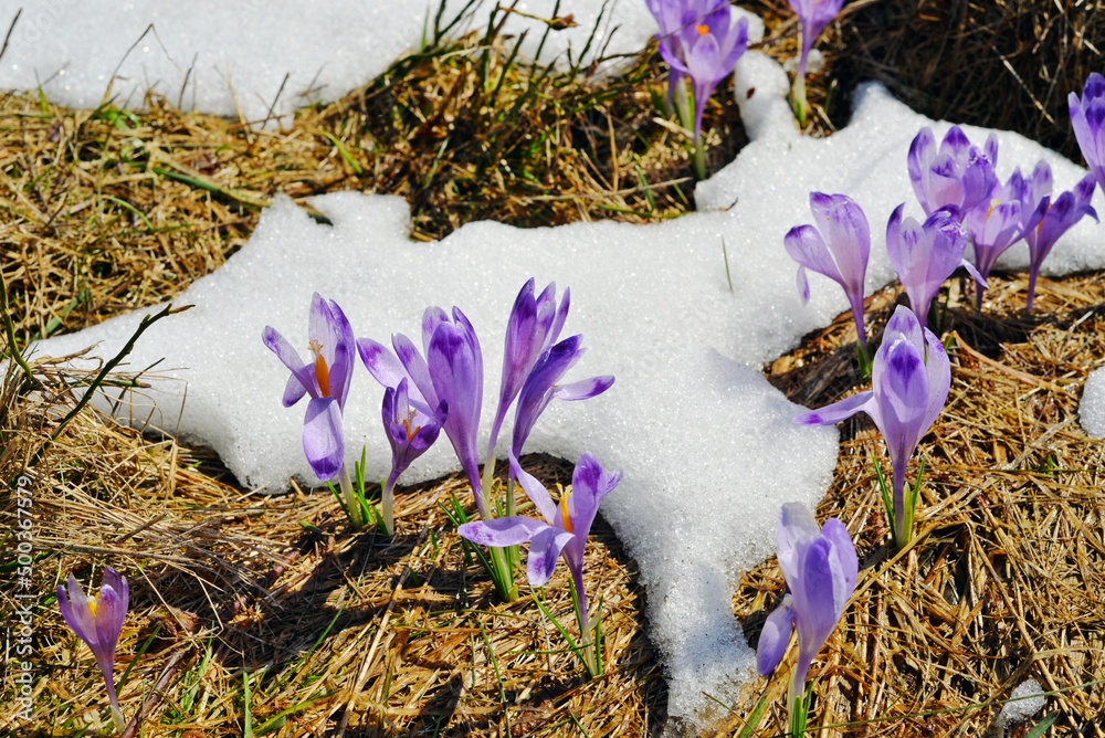 Crocuses poking through the snow. Flowers, filet, spring, nature, landscape, park.