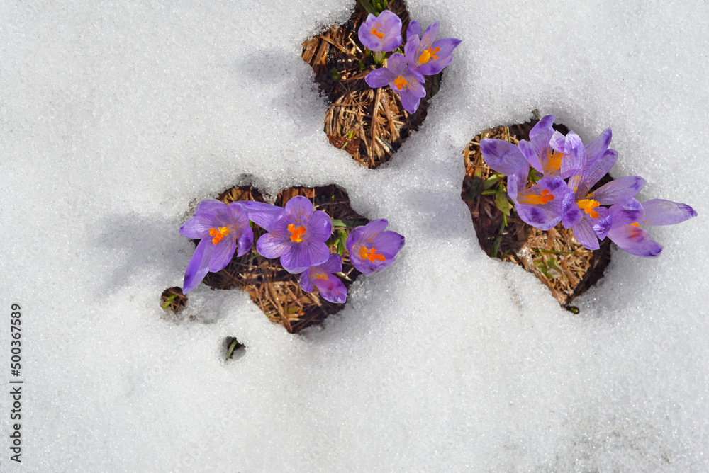 Crocuses poking through the snow. Flowers, filet, spring, nature, landscape, park.