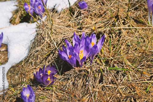 Obraz na płótnie Crocuses poking through the snow. Flowers, filet, spring, nature, landscape, park. w salonie