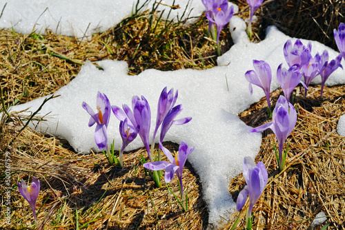 Obraz na płótnie Crocuses poking through the snow. Flowers, filet, spring, nature, landscape, park. w salonie
