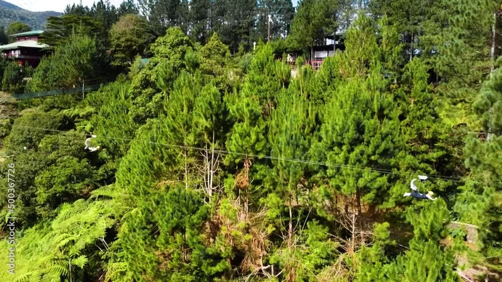 People doing Long zipline on a pine tree scape. People doing Long zipline on a pine tree scape.