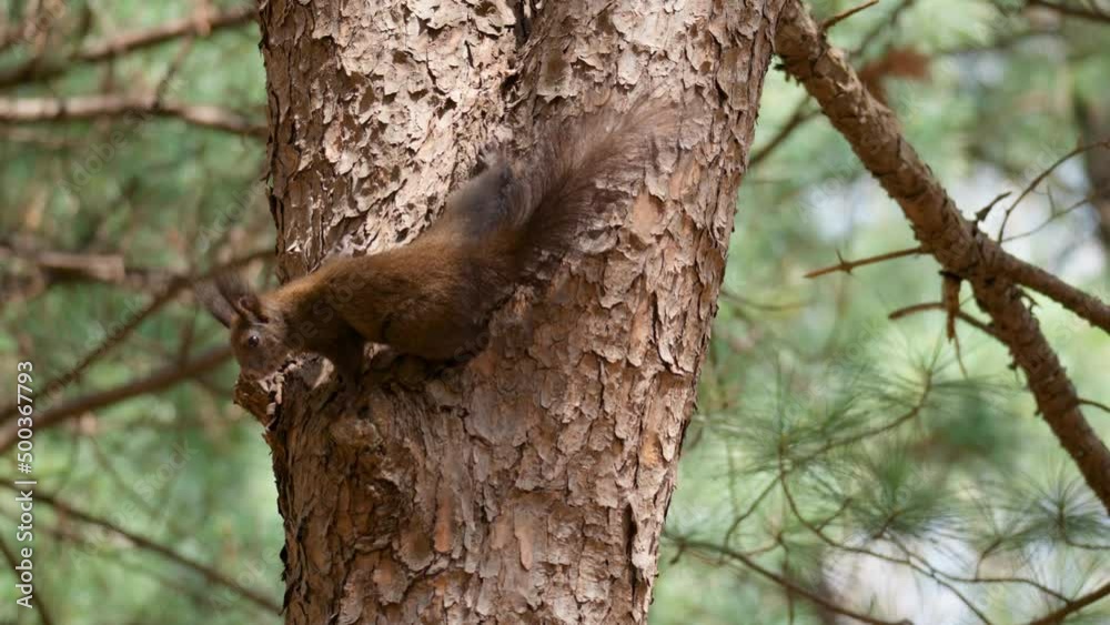Eurasian Gray Squirrel Sciurus vulgaris climbing on an old Pine tree trunk in Korea Eurasian Gray Squirrel Sciurus vulgaris climbing on an old Pine tree trunk in Korea