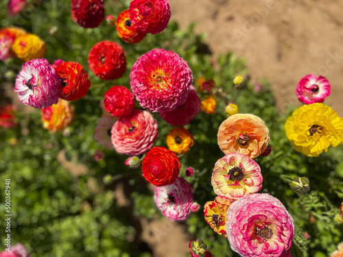 Ranunculus Flowers Growing in the Field 