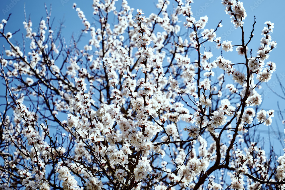 blooming apricot branches against the blue sky in spring