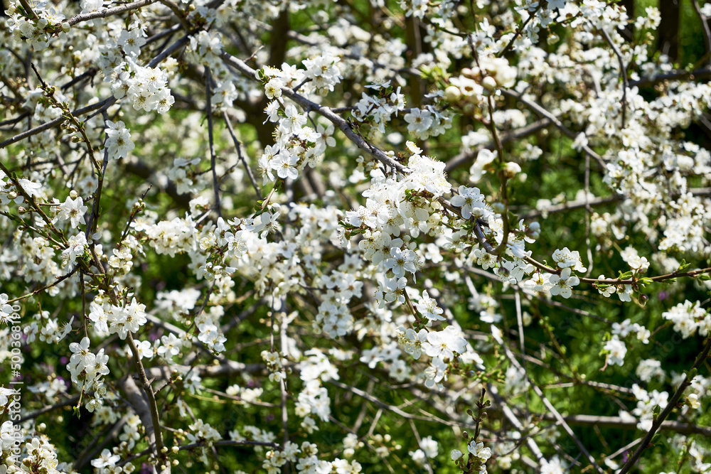 white flowering cherry plum branches in the garden in spring background backdrop white flowering cherry plum branches in the garden in spring background backdrop