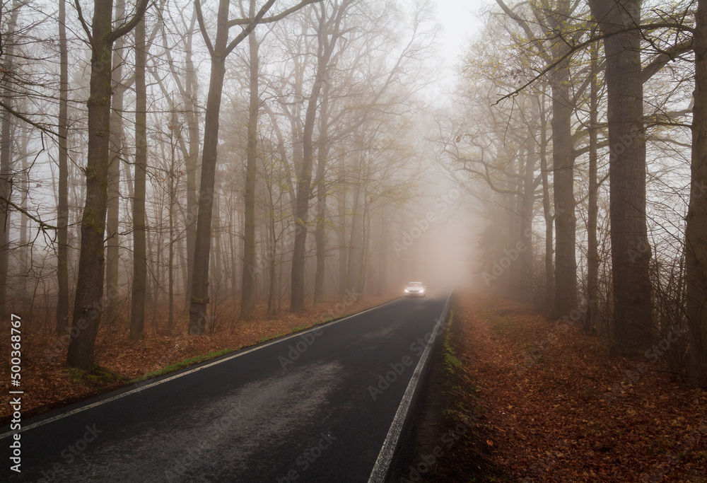 Car ride on wet, black ice road in freezy foggy forest. Transportation safety in bad weather concept