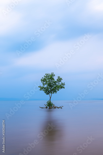 Tree on the sea with blur motion background © elbanco