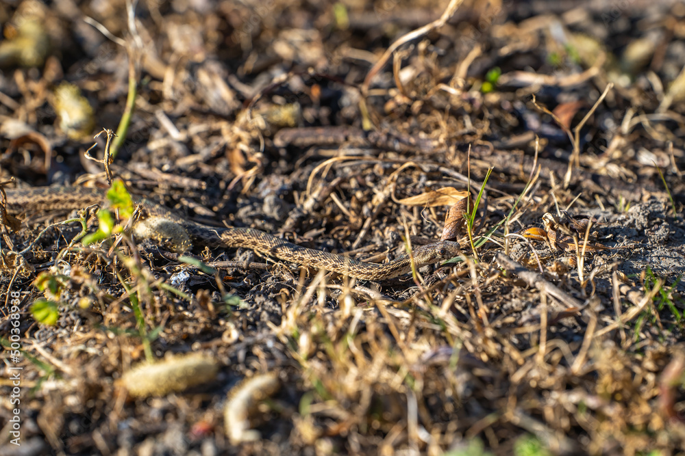 Young Pacific gopher snake (Pituophis catenifer catenifer) slithers on the ground. Young Pacific gopher snake (Pituophis catenifer catenifer) slithers on the ground.