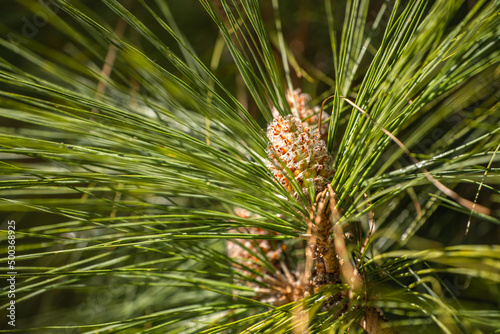 Longleaf pine branches with young cones (Pinus palustris). Pine tree with long needles and cones.