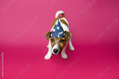 Wesoły pies robi śmieszne miny, prosi i pozuje do zdjęć, jack rassel terier, Dog begging for food or treat standing on hind legs against solid color backdrop 