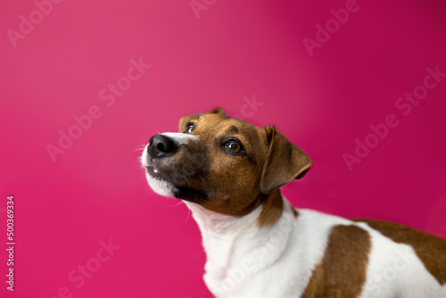 Wesoły pies robi śmieszne miny, prosi i pozuje do zdjęć, jack rassel terier, Dog begging for food or treat standing on hind legs against solid color backdrop 