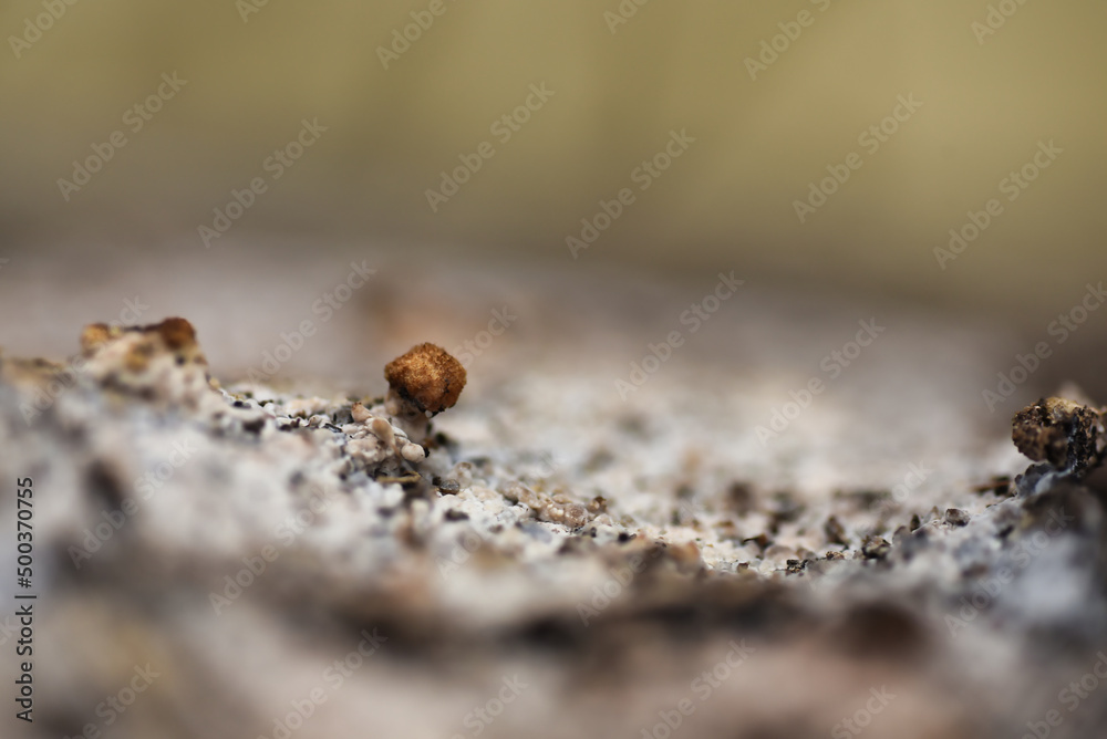 Fototapeta premium rock