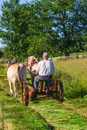Haymaking with horses like the old days