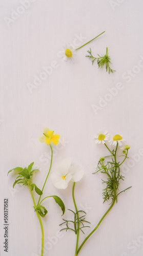 Chamomile flowers on a white background. Spring flowers on a white background.