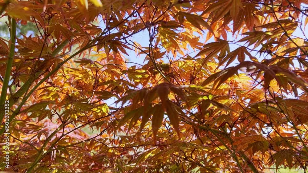 Maple Foliage and Spring Colors Maple Foliage and Spring Colors