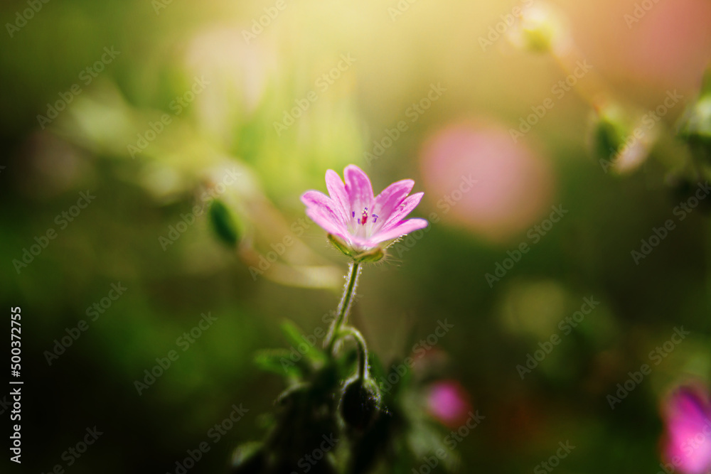 The blooming plant Geranium molle with dark-pink flowers close-up grows on a sunny, spring day in the meadow The blooming plant Geranium molle with dark-pink flowers close-up grows on a sunny, spring day in the meadow