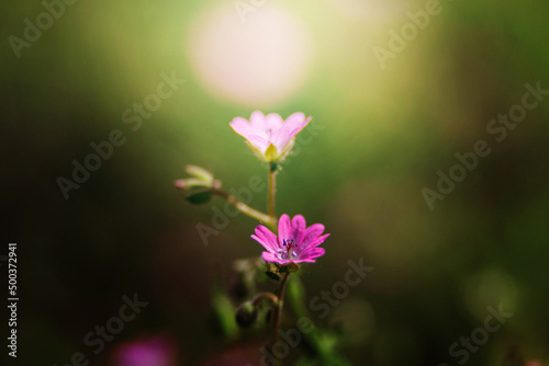 The blooming plant Geranium molle with dark-pink flowers close-up grows on a sunny, spring day in the meadow