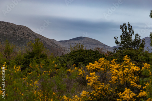 Mountain in the background, yellow blooming gorse bushes in the foreground.