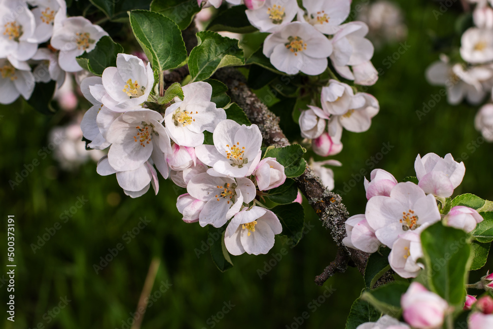 Square photo. Apple blossoms bloom in spring. Square photo. Apple blossoms bloom in spring.