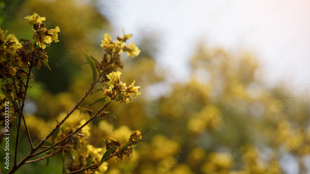 Yellow flowers surrounded by green foliage are then delighted. Yellow flowers surrounded by green foliage are then delighted.