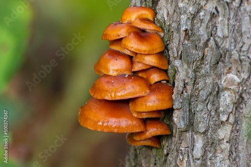Mushrooms on a Tree