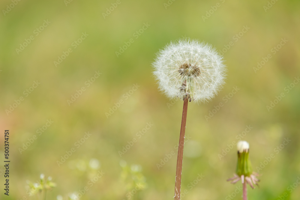 Dandelion spore to announce the beginning of spring