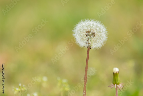 Dandelion spore to announce the beginning of spring