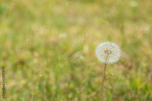 Dandelion spore to announce the beginning of spring