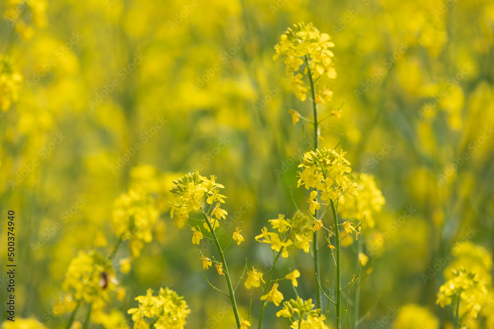 A field of bright yellow rapeseed flowers. spring spirit A field of bright yellow rapeseed flowers. spring spirit