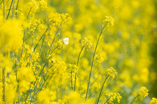 White butterfly in bright yellow rapeseed field