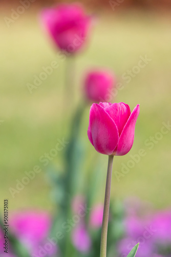 pink tulips in the garden