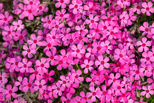 pink flowers in full bloom in the garden