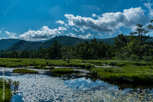 夏の尾瀬で撮影した緑が生い茂る山と、その山と雲がが映る池（水鏡）、池に浮くヒツジグサ