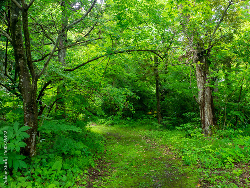 Mossy trail surrounded by maple trees with fresh green  Hokoin  Yahiko  Niigata  Japan 