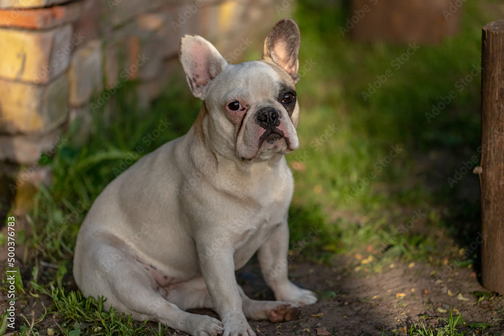 white french bulldog girl with silky fur sits in garden	