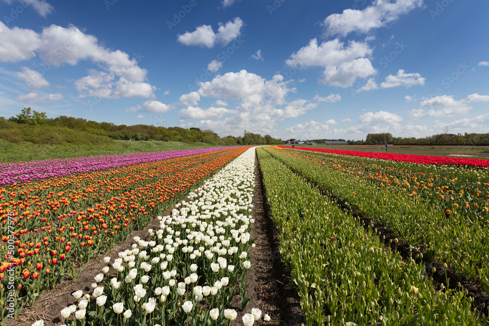 Tulip plantation in Netherlands. Traditional dutch rural landscape with fields of tulips during springtime.