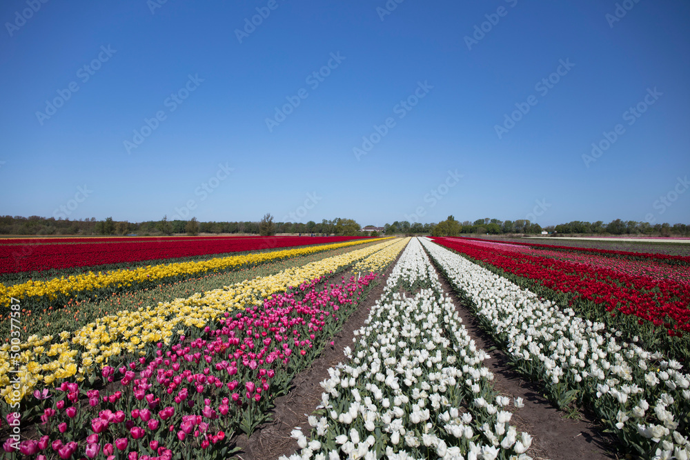 Tulip plantation in Netherlands. Traditional dutch rural landscape with fields of tulips during springtime.