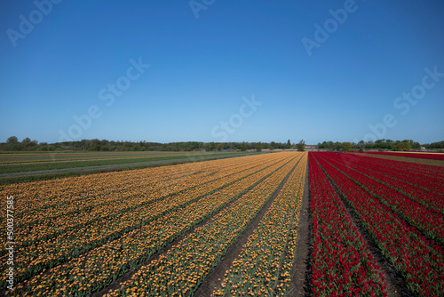 Tulip plantation in Netherlands. Traditional dutch rural landscape with fields of tulips during springtime.
