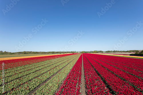 Tulip plantation in Netherlands. Traditional dutch rural landscape with fields of tulips during springtime.