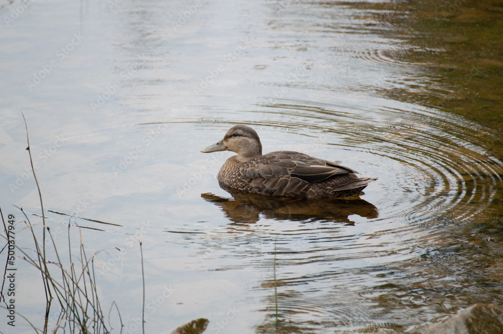 Duck in a pond Duck in a pond