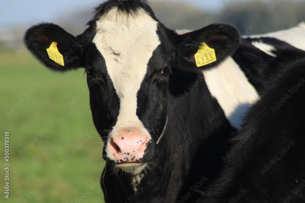 White Red of White black Frysian Holstein cows on a meadow White Red of White black Frysian Holstein cows on a meadow