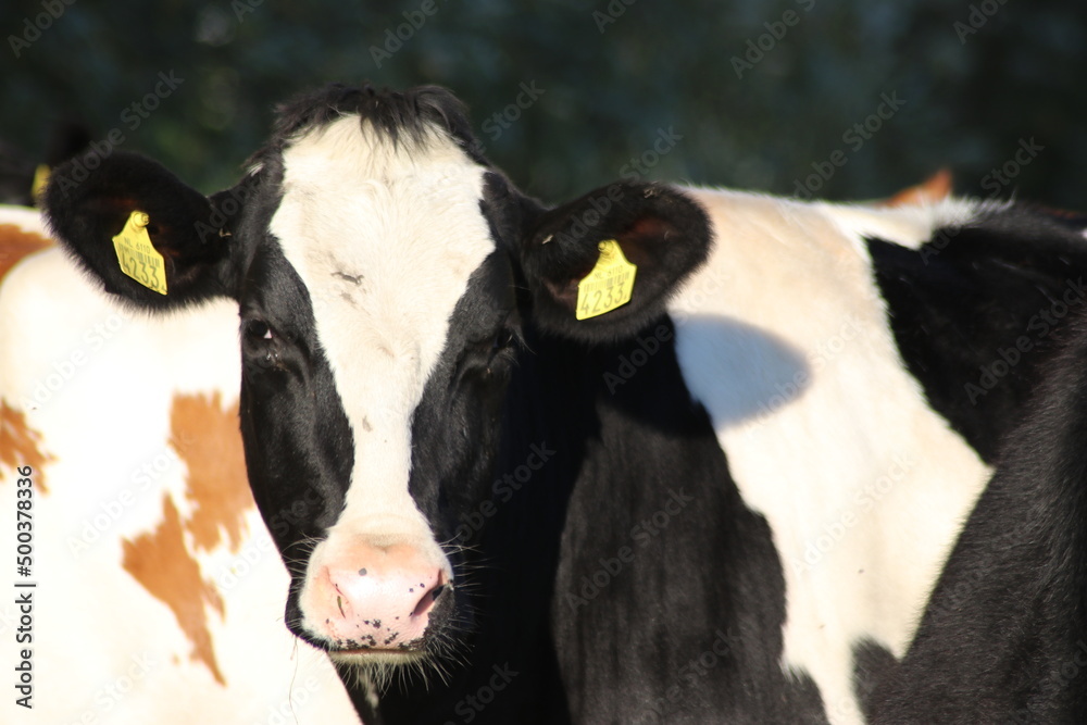 White Red of White black Frysian Holstein cows on a meadow White Red of White black Frysian Holstein cows on a meadow
